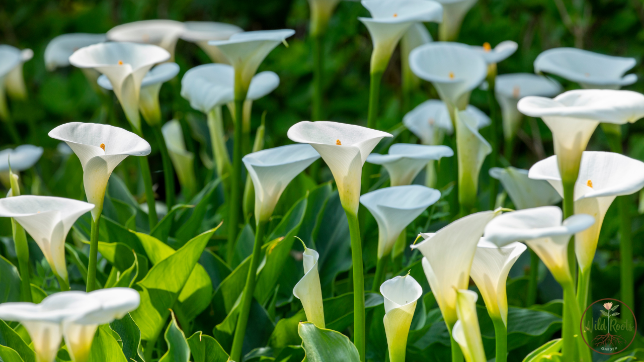 Best White Potted Calla Lily Turning Green Indoors Florida