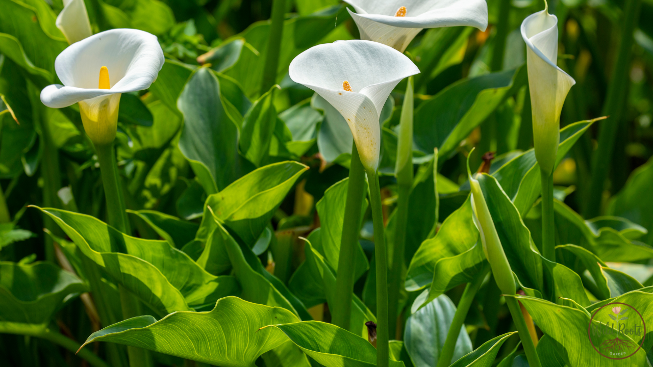 Best White Potted Calla Lily Turning Green Indoors Florida 2 Best White Potted Calla Lily Turning Green Indoors Florida