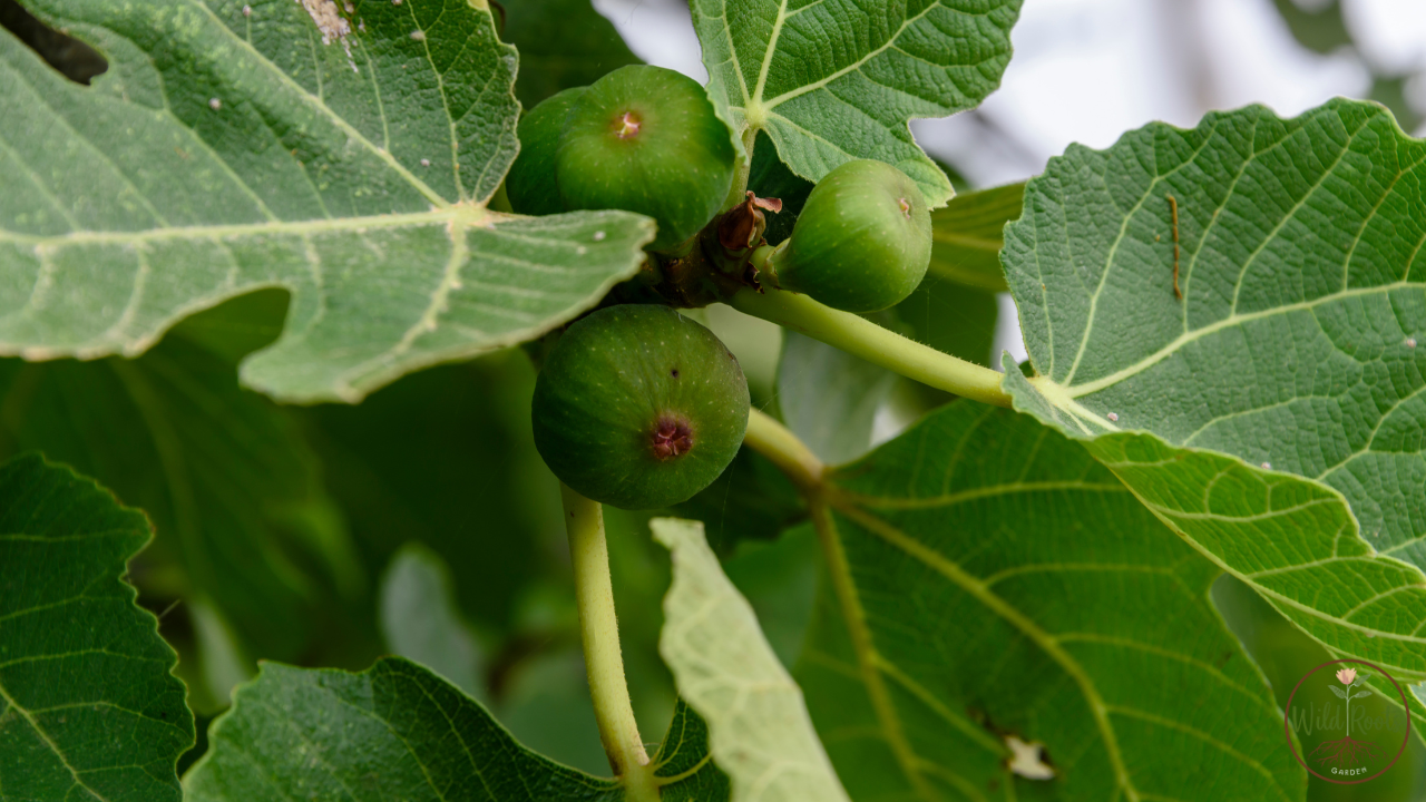 How To Grow A Fig Tree From Cutting Easy Steps