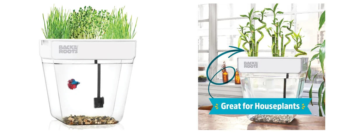 Back Aquaponic Fish Tank images