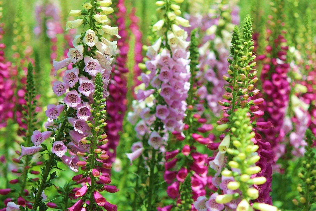 Are Dogs Attracted to Foxglove: Critical Safety Guide 3 Are Dogs Attracted to Foxglove: Critical Safety Guide