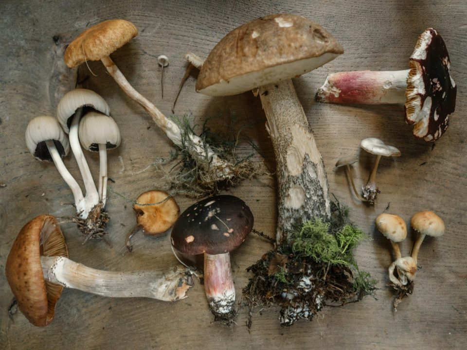 Mushrooms Grow Easy Without Seeds