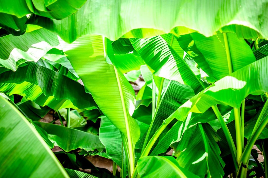 Banana Tree Planting and Care: I Learned After Years of Growing 