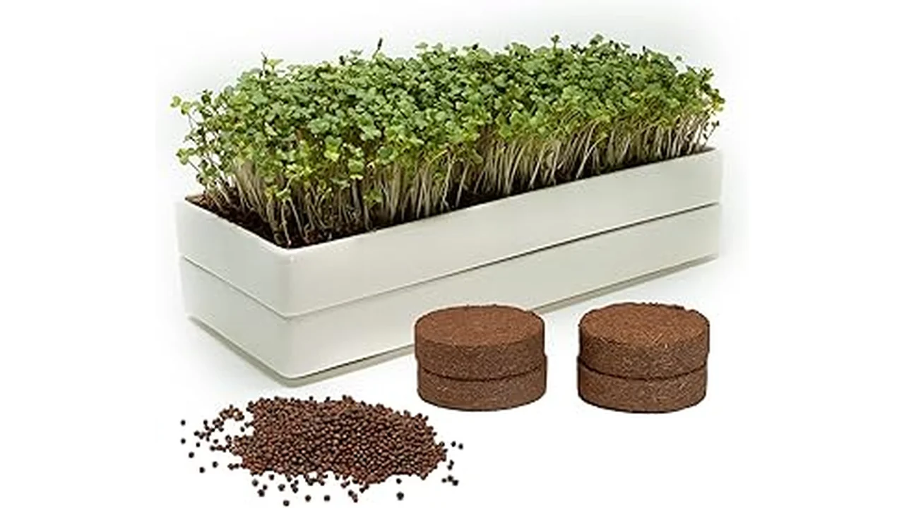 The image shows a selection of hydroponic microgreen trays ideal for beginners in a review.