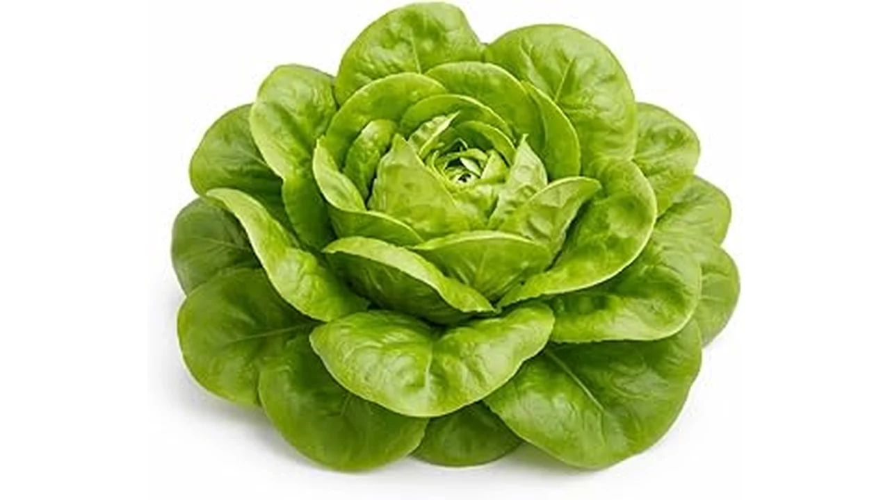 The image shows vibrant green hydroponic lettuce, the top choice for indoor growing.