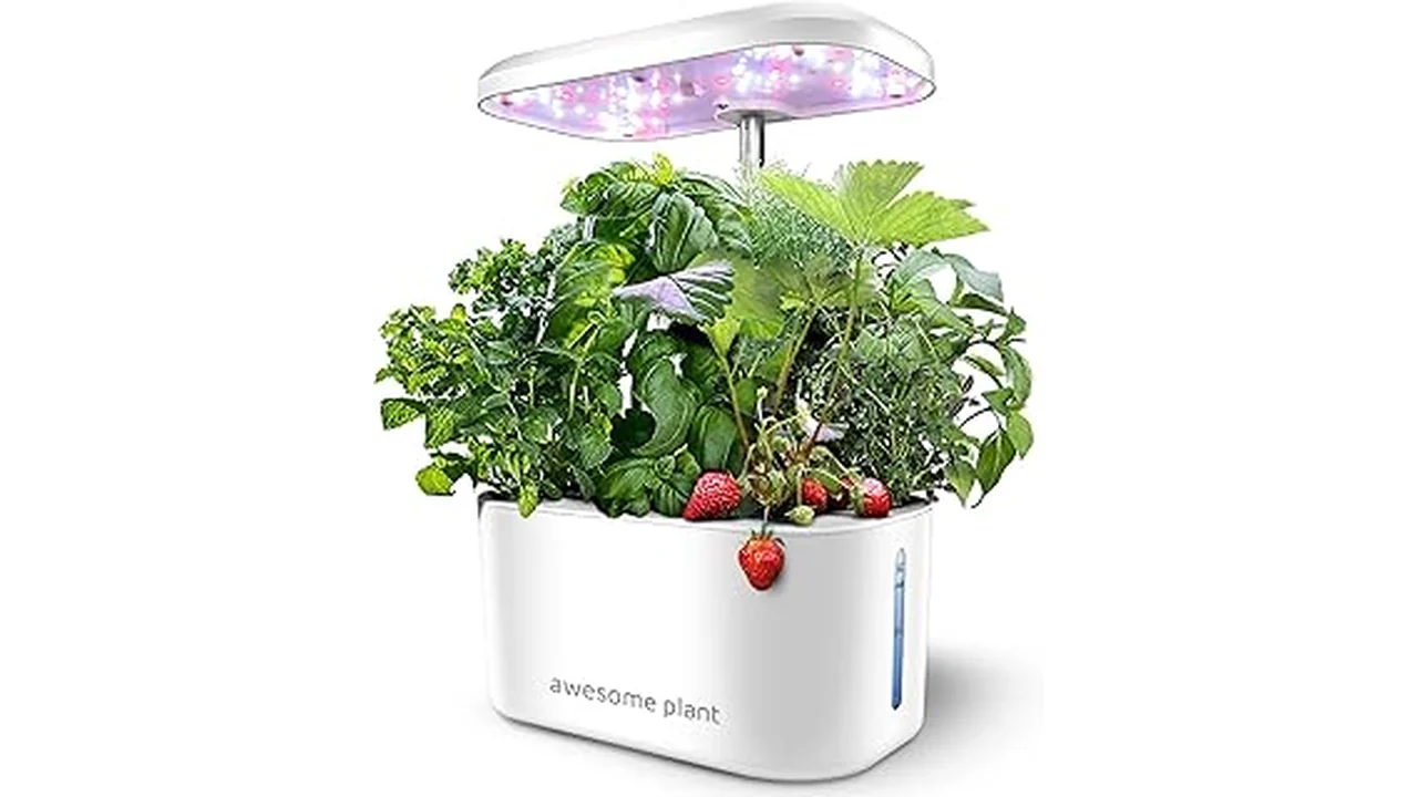 Top 2 Best Lettuce Varieties for Hydroponics 13 The image shows lush green lettuce growing in a hydroponic system, highlighting top varieties.
