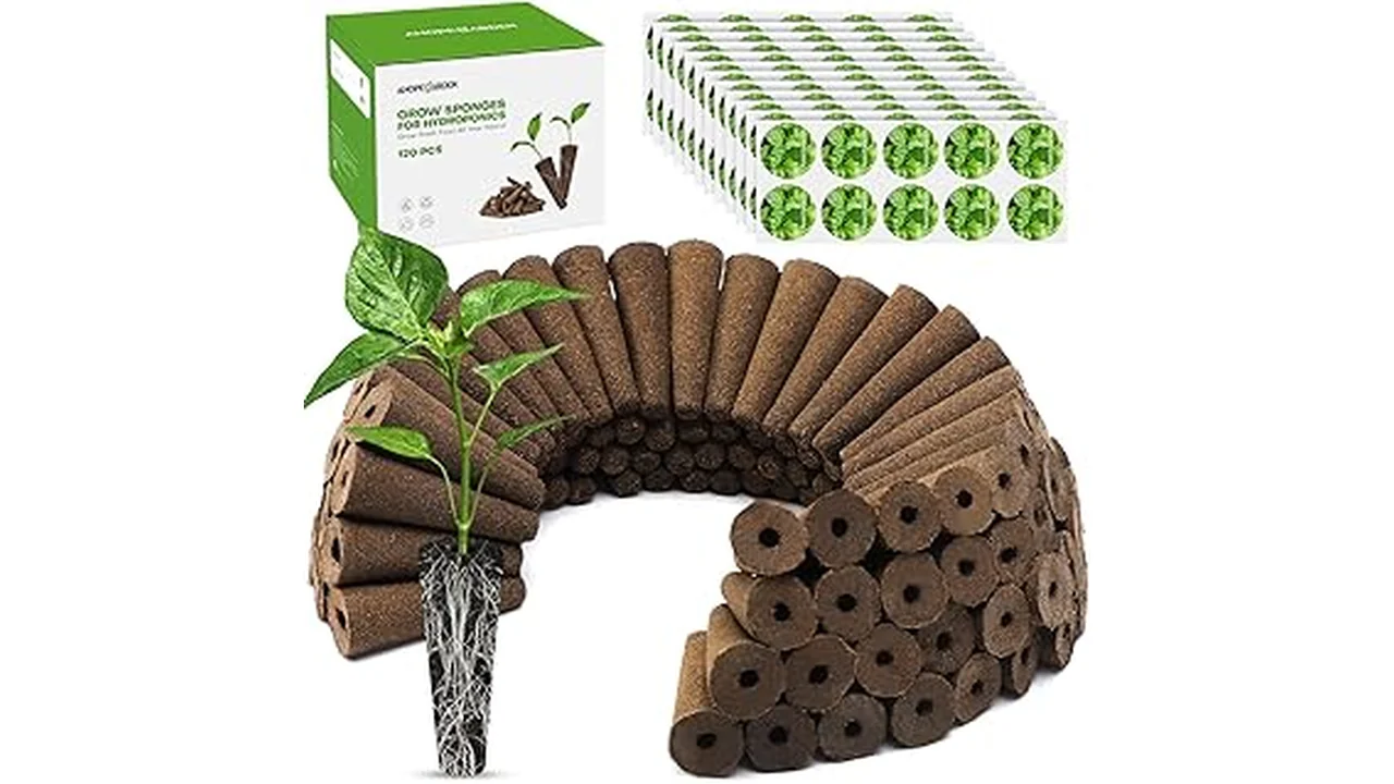 The image shows a vibrant hydroponic setup with healthy cucumber plants.