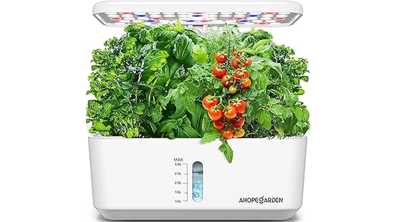 The image shows a thriving tomato plant growing in a compact hydroponic system.
