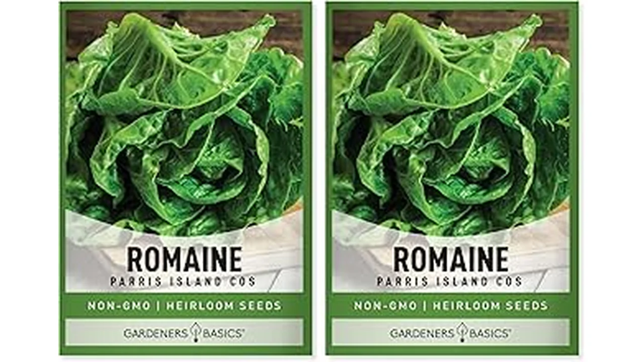 The image shows a vibrant hydroponic lettuce garden, perfect for the Top 5 Best Lettuce Seeds.