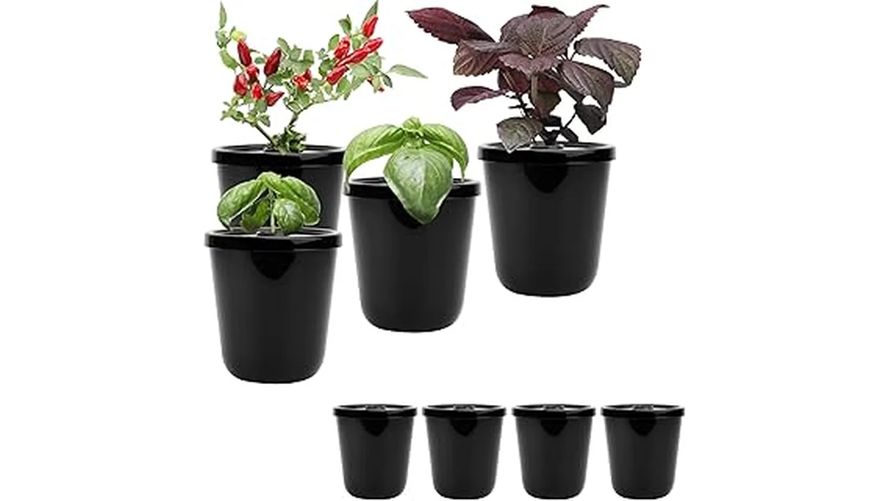 This image shows a variety of healthy pac choi plants growing in a hydroponic system.