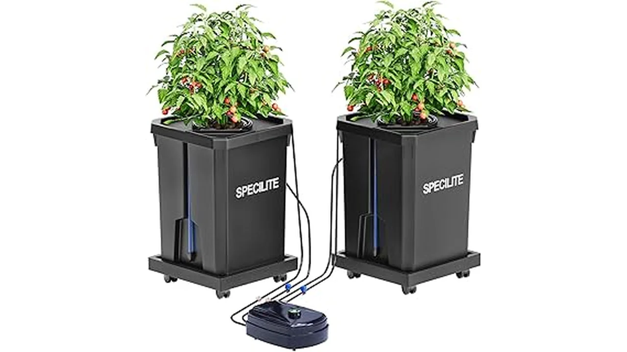 The image shows lush green plants growing in a deep water culture hydroponic system.