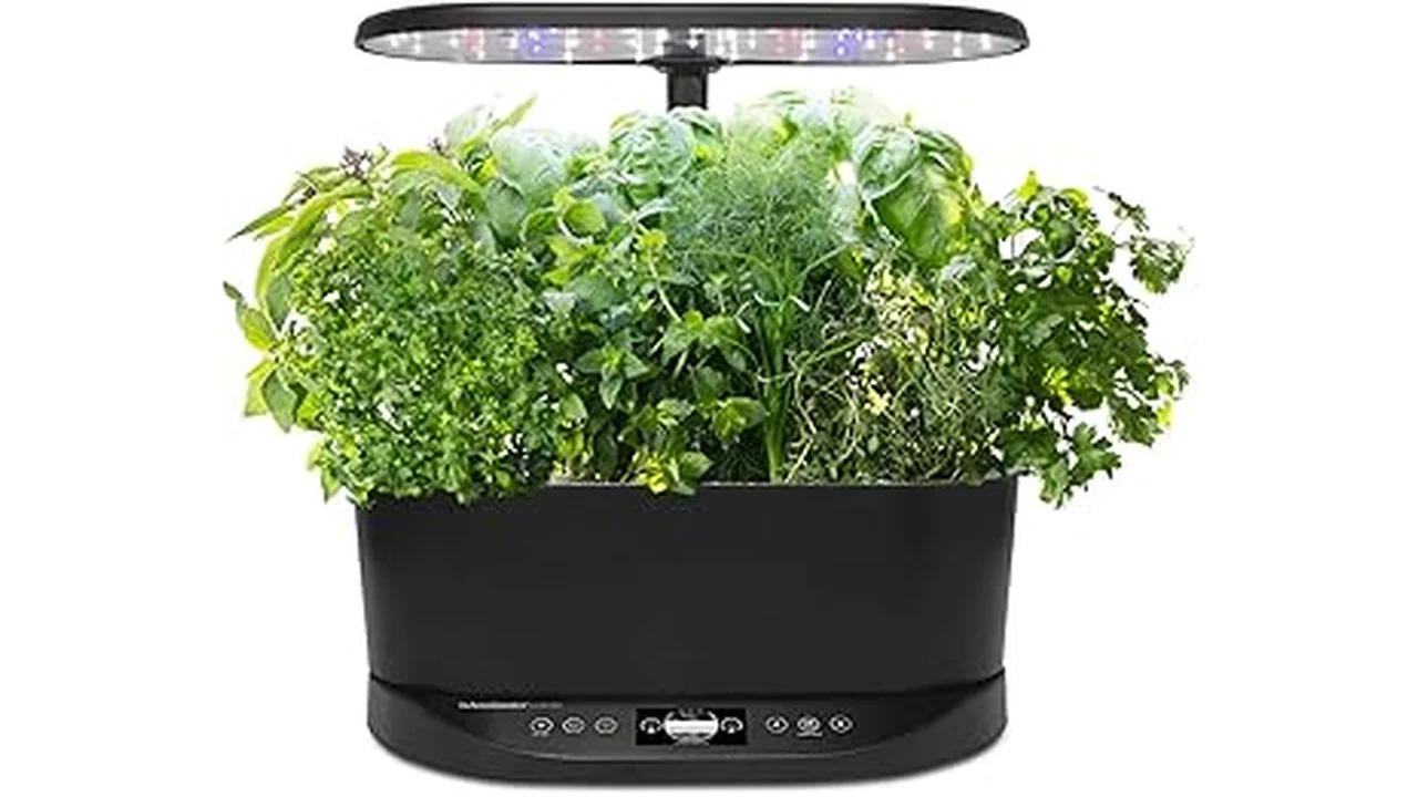 Top 5 Best Plants for Outdoor Hydroponics