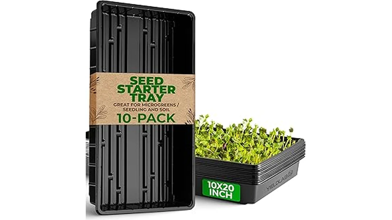 The image shows a well-organized hydroponics tray setup, ideal for finding the best room for growth.