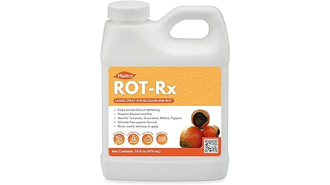 The image shows healthy, white hydroponic roots in a tub, a key indicator of root rot treatment success.