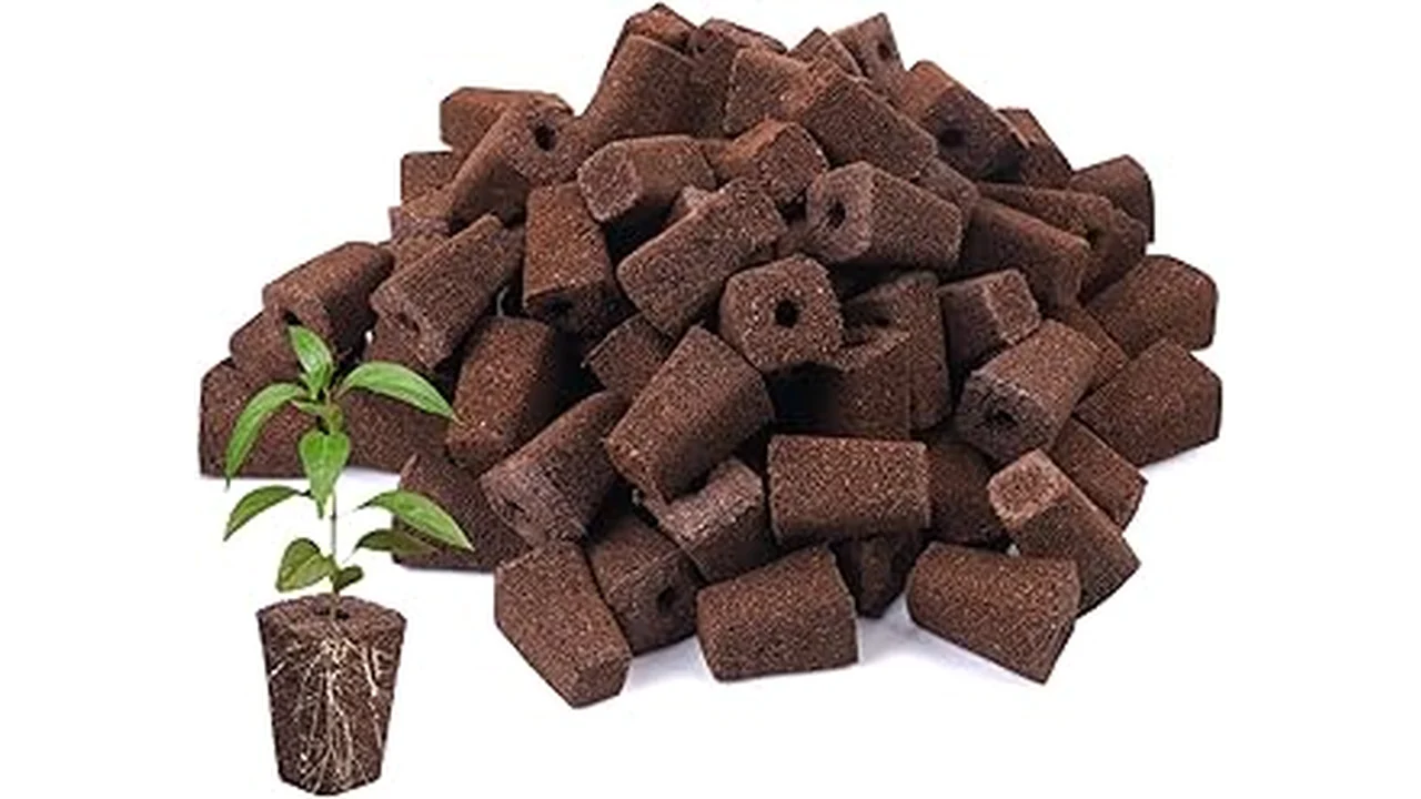 Top 5 Best Way to Start Seeds for Hydroponics