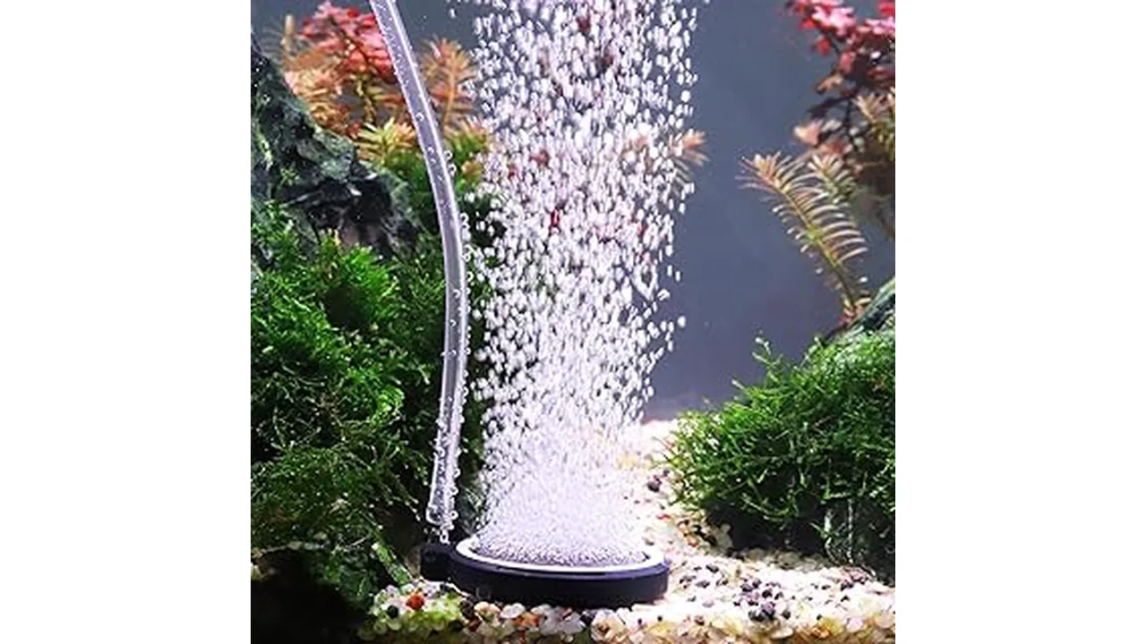 What Is the Best Airstone for Hydroponics in Florida