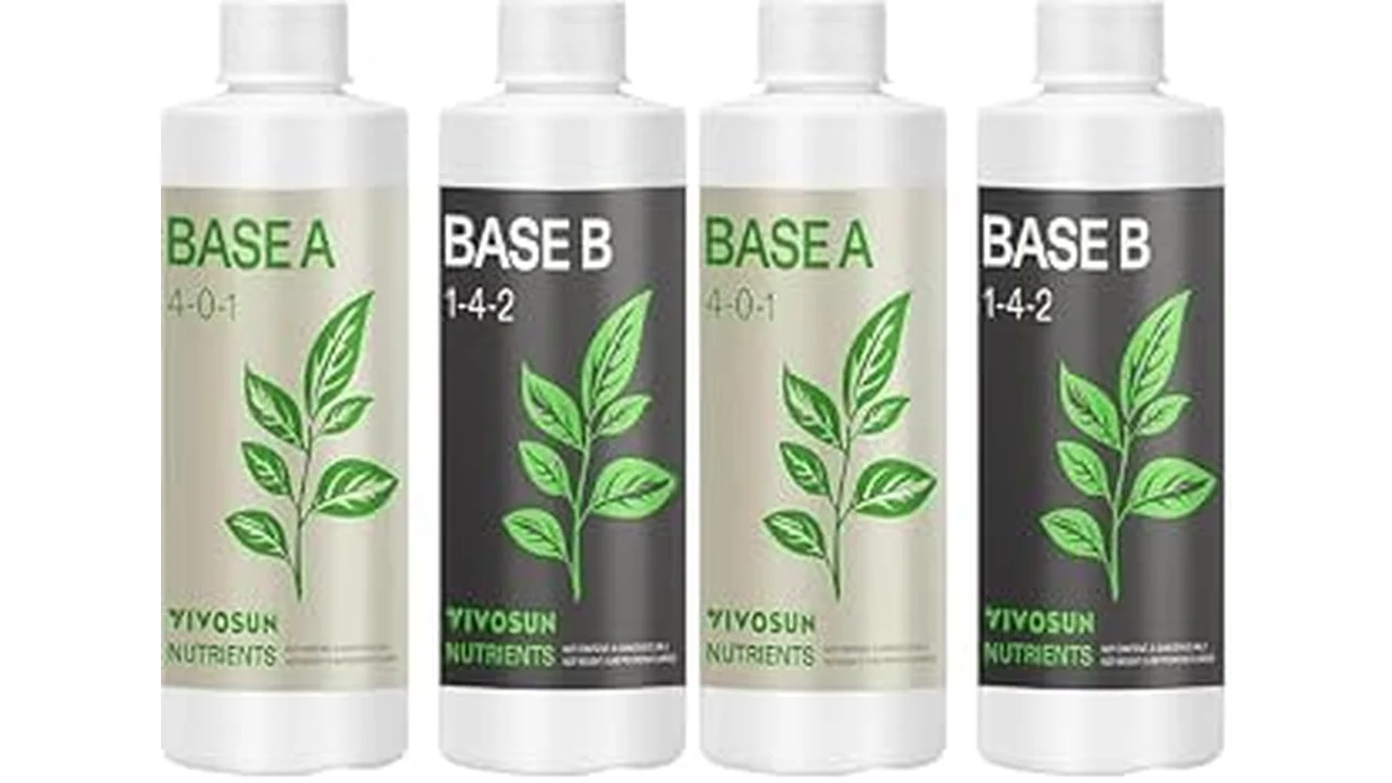 This image shows a vibrant, leafy green plant growing in a hydroponic system with nutrient solution.