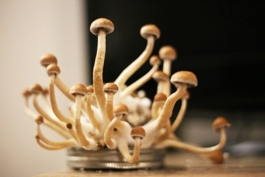Mushrooms Grow Easy In A Jar