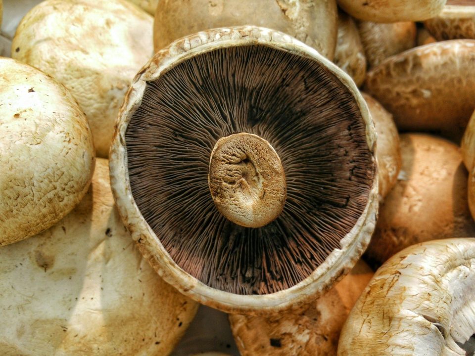 How To Make Mushroom Seeds At Home 2 How To Make Mushroom Seeds At Home