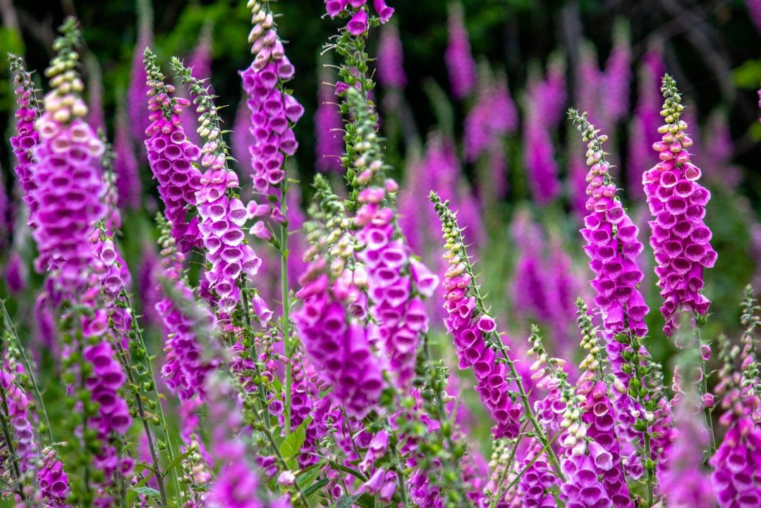 Are Dogs Attracted to Foxglove: Critical Safety Guide 5 Are Dogs Attracted to Foxglove: Critical Safety Guide