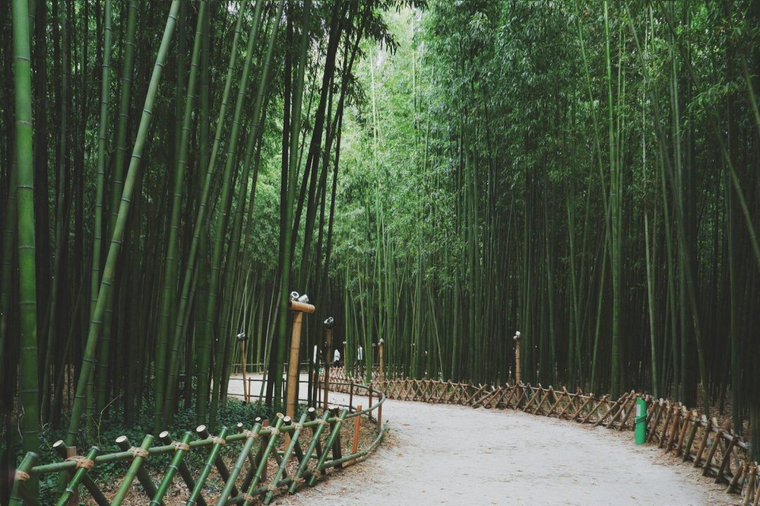 Animal Crossing Bamboo Garden Ideas: 7 Ways to Design 2 Animal Crossing Bamboo Garden Ideas