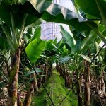 banana tree near green banana tree during daytime