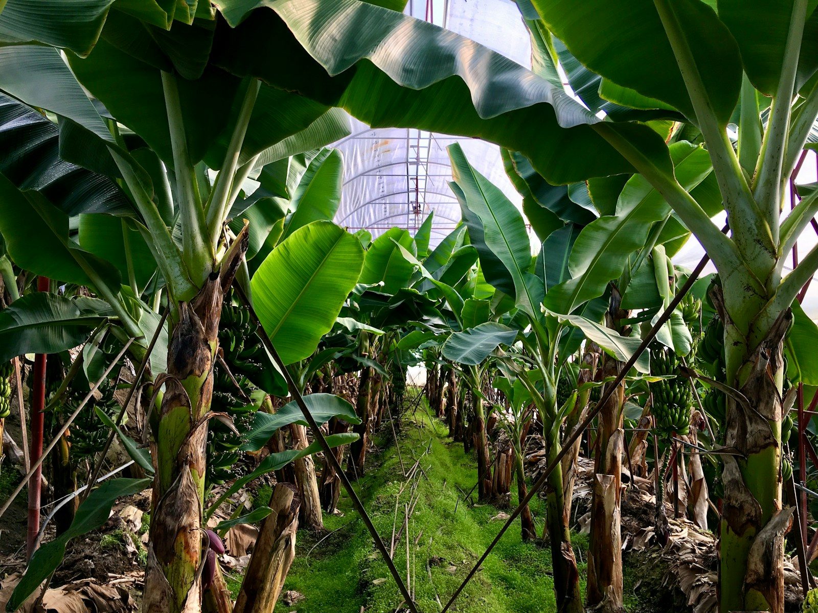Banana Tree Planting and Care: I Learned After Years of Growing