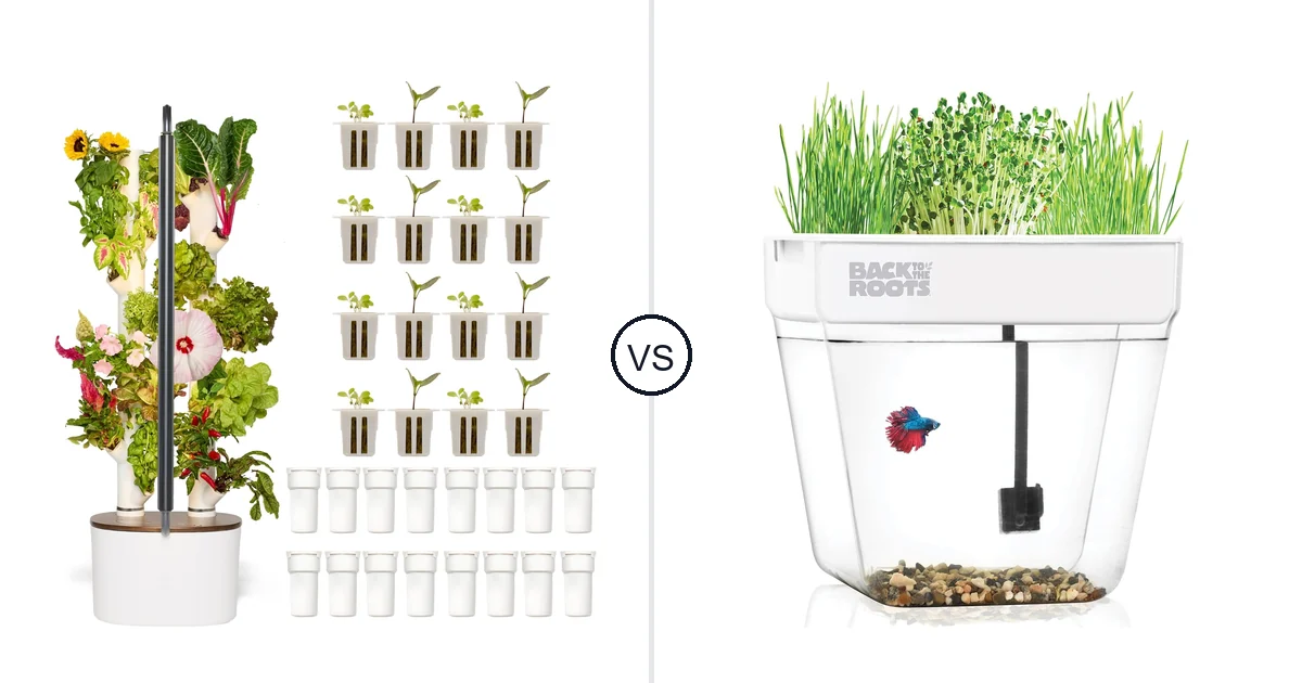 Comparison of New Studio and Back Aquaponic Fish Tank