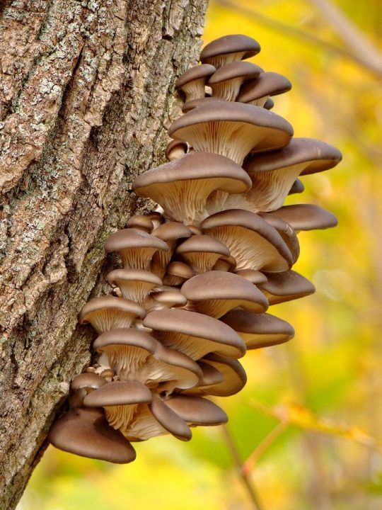 How Does Mushroom Grow Naturally in California