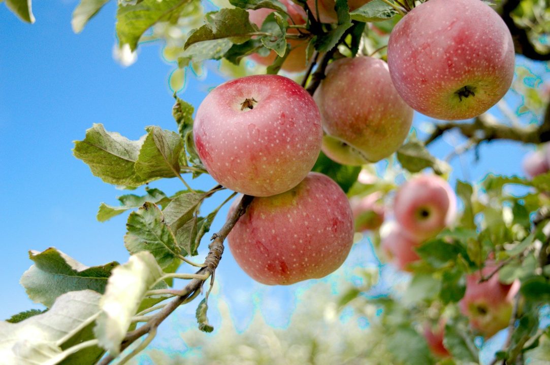 Apple Tree Not Growing Leaves: Essential Fixes 