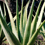 How to take care of aloe vera plant in winter Florida