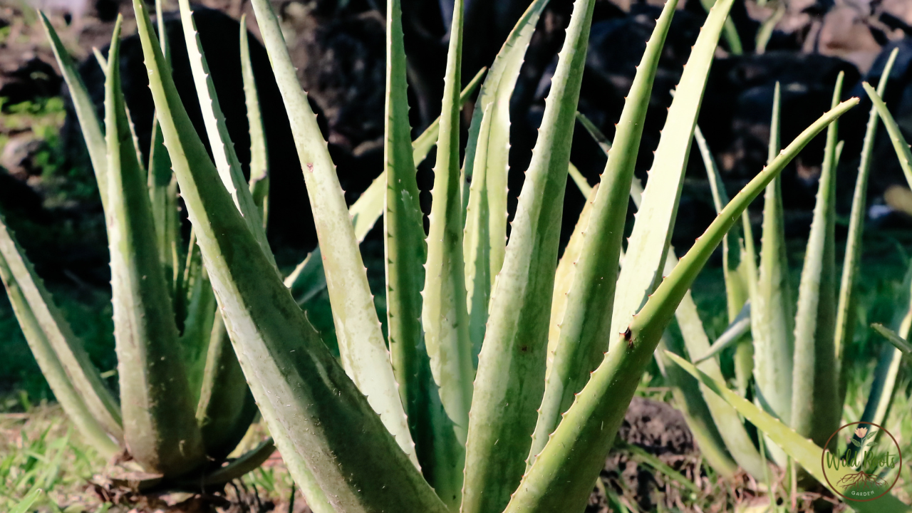 How to take care of aloe vera plant in winter Florida 2 How to take care of aloe vera plant in winter Florida