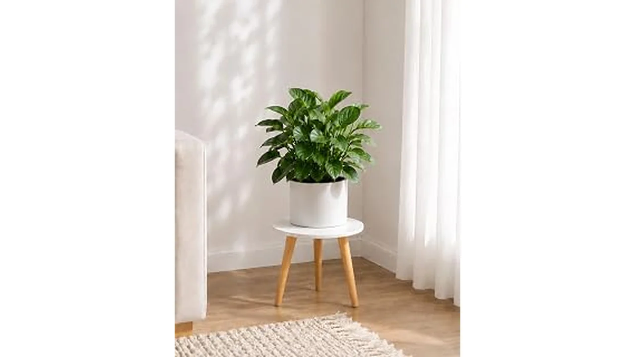 The image shows several stylish indoor plant stands holding various plants in a home setting, reviewing best options.